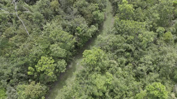 Dense Forest In The Amazon Of Colombia With A Hiker During Summer. Aerial Drone Shot