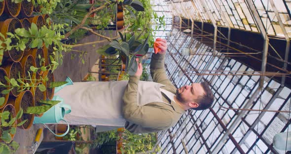 Caucasian Man Cleaning Leafs of a Flower in a Greenhouse