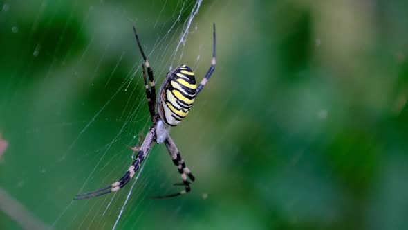 Large Spider Closeup on a Web Against a Background of Green Nature in Forest