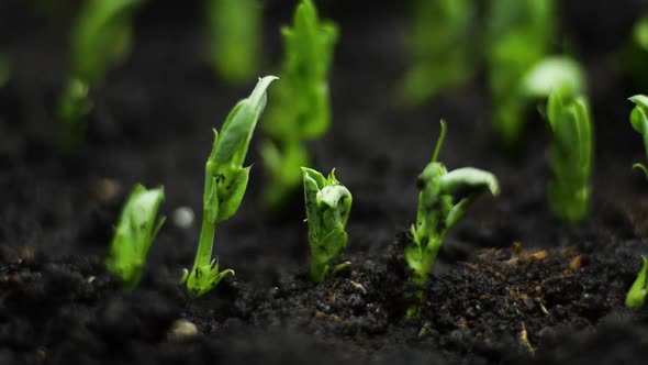 Growing Plants in Timelapse, Sprouts Germination Newborn Plant