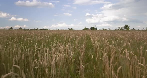 Flying Through a Wheat Field on a Sunny Day