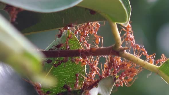 Large Red Weaver Ants at the Entrance to their Nest on a Plant