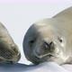 Crabeater seals on snow - VideoHive Item for Sale