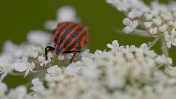Macro shot of wild fire bug with orange and black stripes resting on white blossom of flower in natu