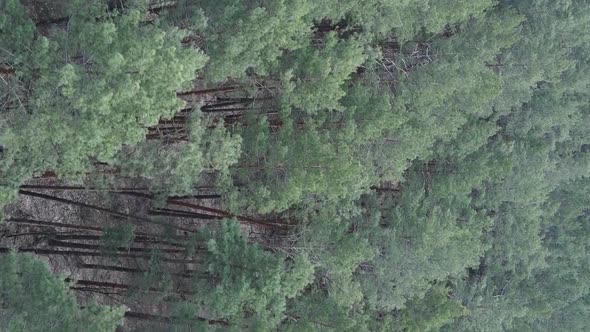 Vertical Video of Green Pine Forest By Day Aerial View