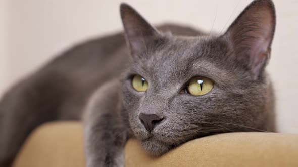 Closeup of a Gray Cat That Lies and Closes Its Eyes