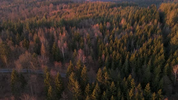 Numerous green and brown trees in Rhineland Palatinate, Germany at sunset. Fast aerial orbit