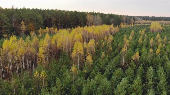 Aerial View of Rows with Young Coniferous Pines and Yellow Deciduous Birches in a Forest Plantation