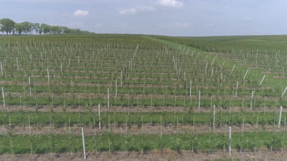 Aerial view of a currant plantations