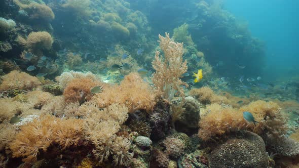 Coral Reef and Tropical Fish Underwater