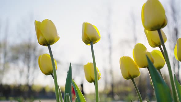 Yellow Tulips with Green Leaves Grow in City Park in Spring