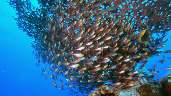 Underwater Reef Glass Fish