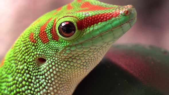 Macro view of giant day gecko as it moves its eyes