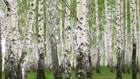 Walking Through the Birch Forest in the Summer. White Trees.