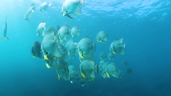 A large schooling group of Batfish in tropical waters