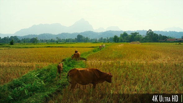 4K Cattle cow Grazing in Field in Southeast Asia