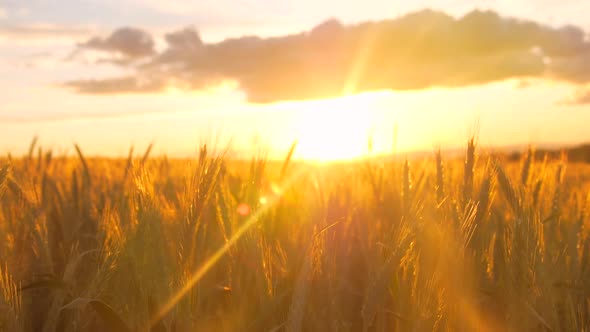 Field of barley during sunset