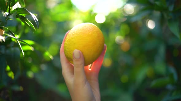 Female Hand Holding a Juicy Tangerine or Orange on the Background of Sunny Glare