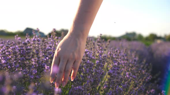 Close Up of Female Hand Touching Purple Flowers