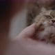 Close up hand of owner is giving the furry cat a massage with love. - VideoHive Item for Sale