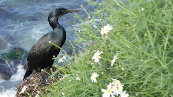 Double-crested Cormorant After Fishing in Greenery. Sea Bird with Hooked Bill and Blue Eye on Cliff