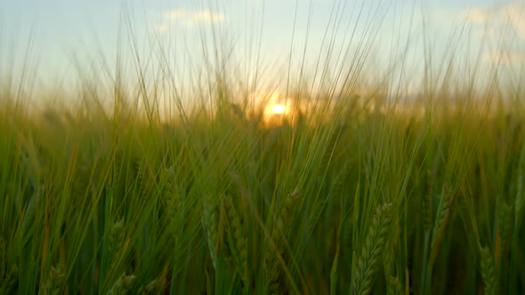 Wheat Sprouts Swaying in the Wind Against Sunset Background