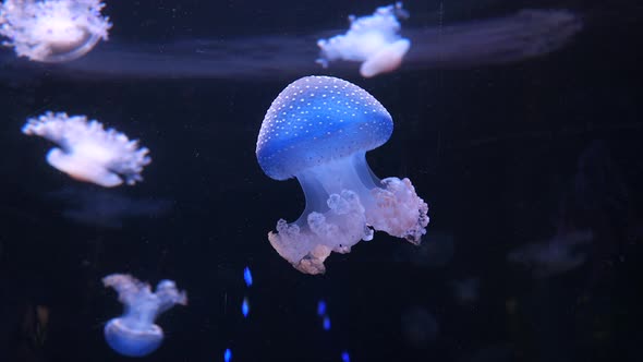 Phyllorhiza punctata jellyfish, also known as the floating bell or Australian spotted jellyfish