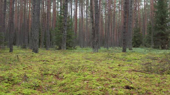 Forest with Carpet of Moss