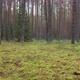 Forest with Carpet of Moss - VideoHive Item for Sale