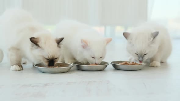 Ragdoll Kittens Eating Feed