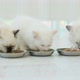 Ragdoll Kittens Eating Feed - VideoHive Item for Sale