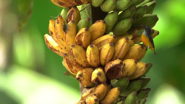 orange bellied flowerpecker bird flying around a bunch of ripe bananas