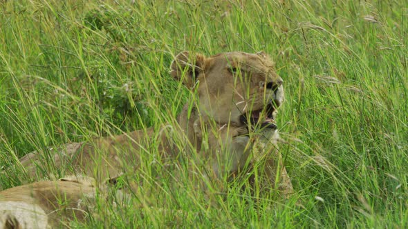 Lioness and lion cub lying in the grass