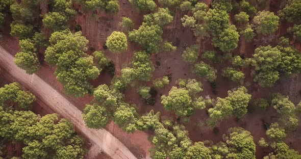 Aerial vertical view of country side with off road and forest of trees. Woods and environment above