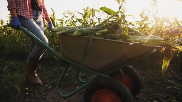 Farmer Girl Rolls a Wheelbarrow Full of Sweet Cornç