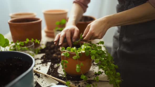 Crop female gardener planting kiereweed