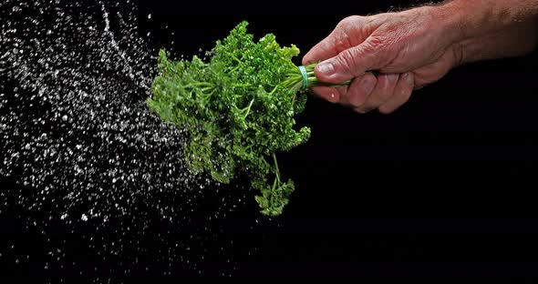 Friesian Parsley, Petroselinum crispum, with Water Splashing on Black Background, Slow Motion 4K