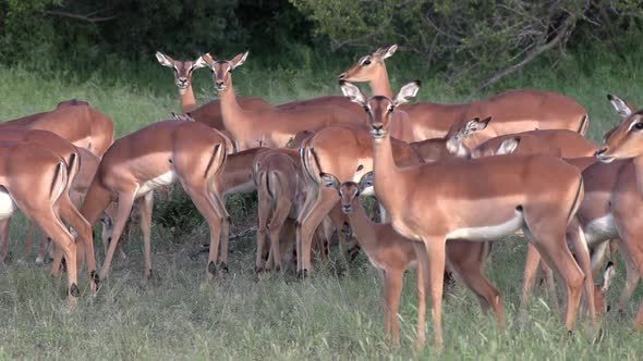 A herd of impala antelopes grazing together get startled and look around for signs of danger.