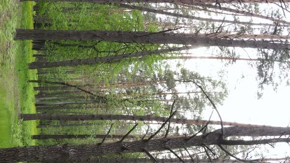 Vertical Video of a Forest with Pine Trees