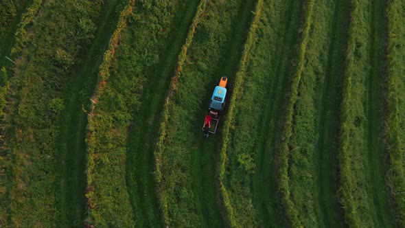 Tractor driving amongs vineyard. In the autumn there is a time to pick up grapes and collect them. N