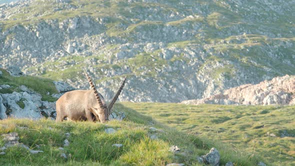 The alpine ibex mountain goat grazing in Schneibstein Austria