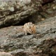 Slow Motion of a Cute Fluffy Chipmunk Jumping on a Rock and Looking for Food. - VideoHive Item for Sale