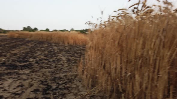 Arid and Dry Field Due to Drought Wheat Harvest