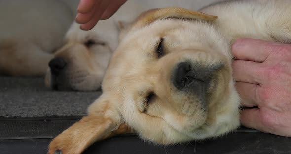 Yellow Labrador Retriever, Puppy Sleeping in the Trunk of a Car, Hand of Woman, Normandy in France