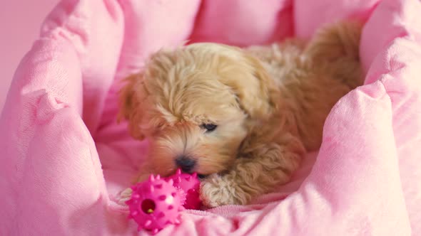 Puppy Dog Is Playing in Its Lair on a Pink Background