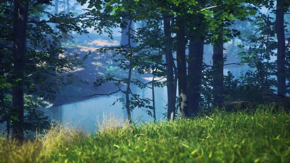 Green Grass in the Forest at Sunny Summer Morning