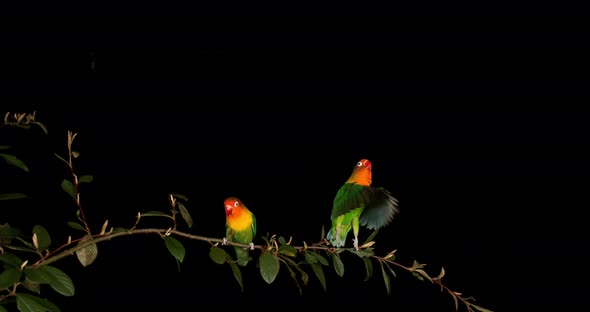 Fischer's Lovebird, agapornis fischeri, Pair standing on Branch, taking off, in flight