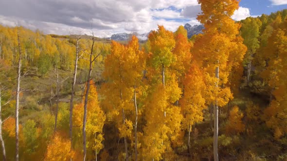 Aspen fall colors in Colorado