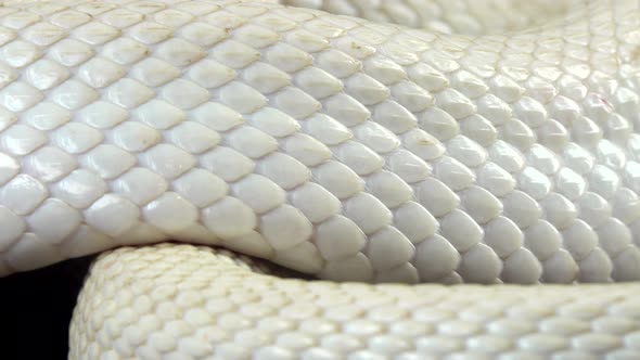 Texas Rat Snake Isolated on a White Background in Studio