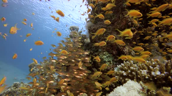 Underwater Tropical Glass Fish